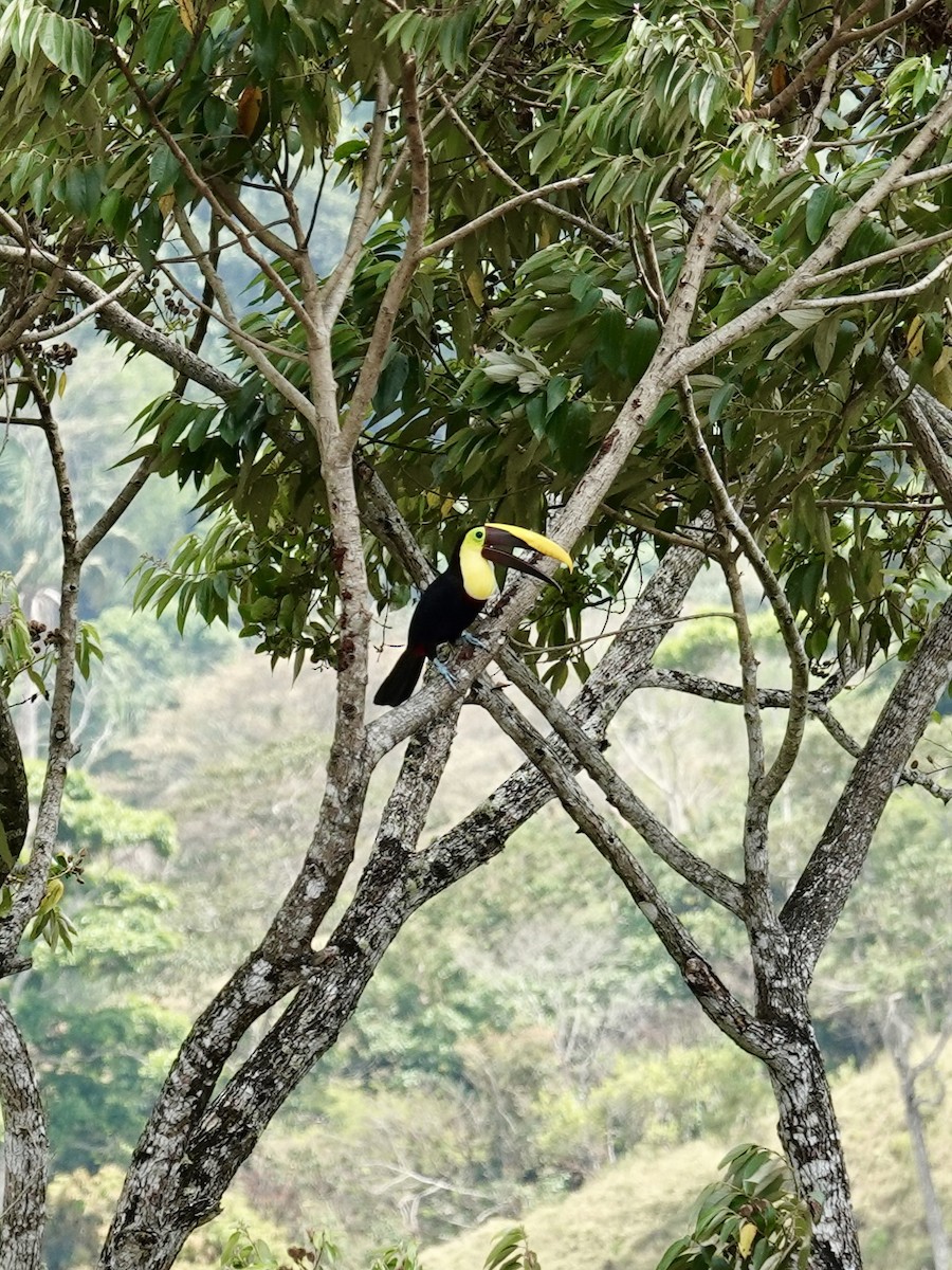 Yellow-throated Toucan - ML641344699