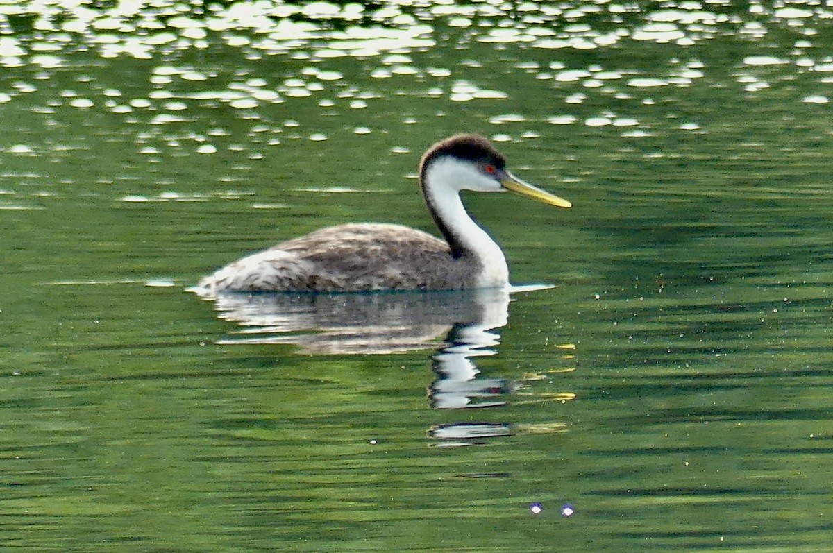 Western Grebe - ML641344757