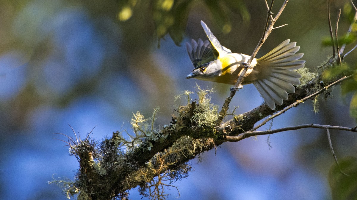Green-backed Becard - ML641344766