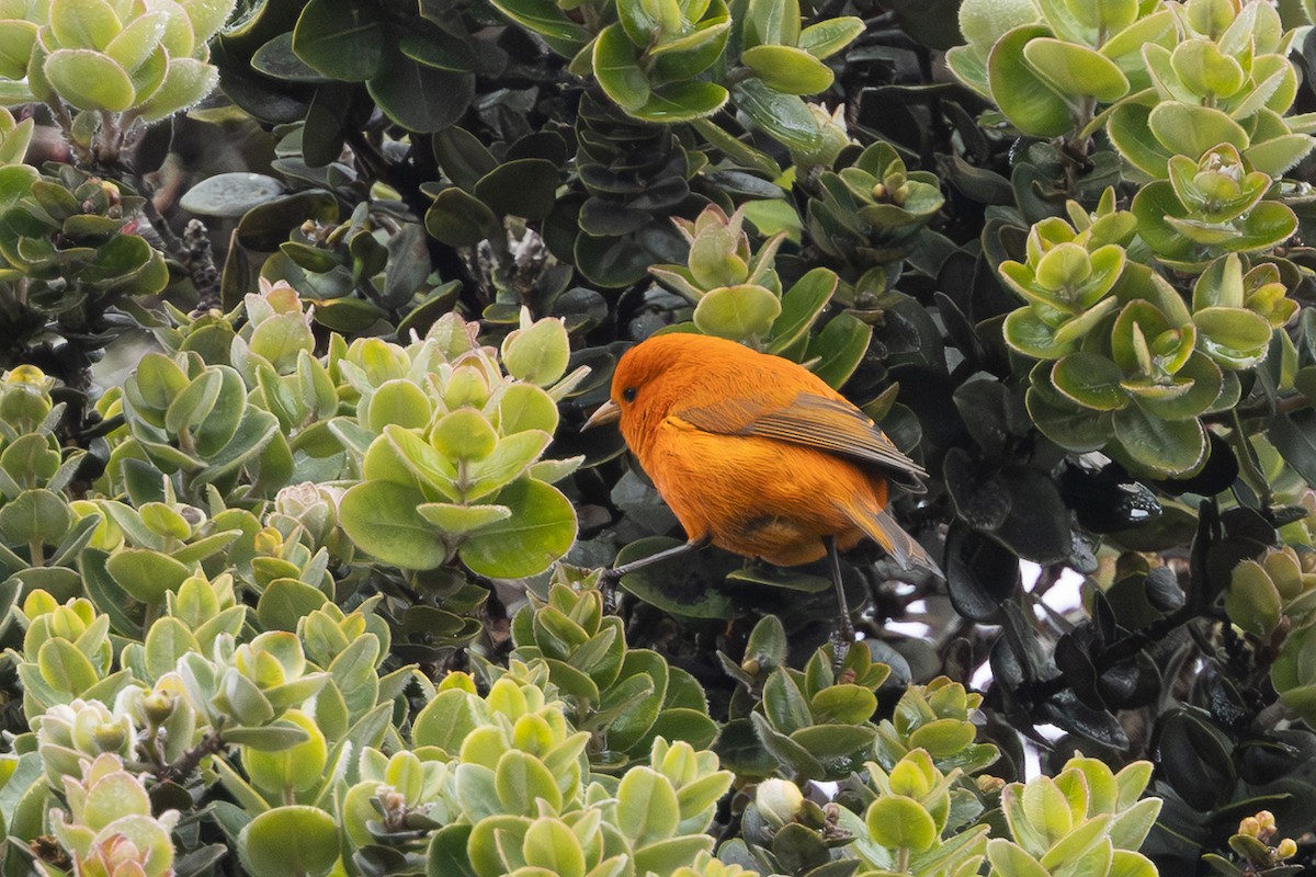 Hawaii-Akepakleidervogel - ML641344825