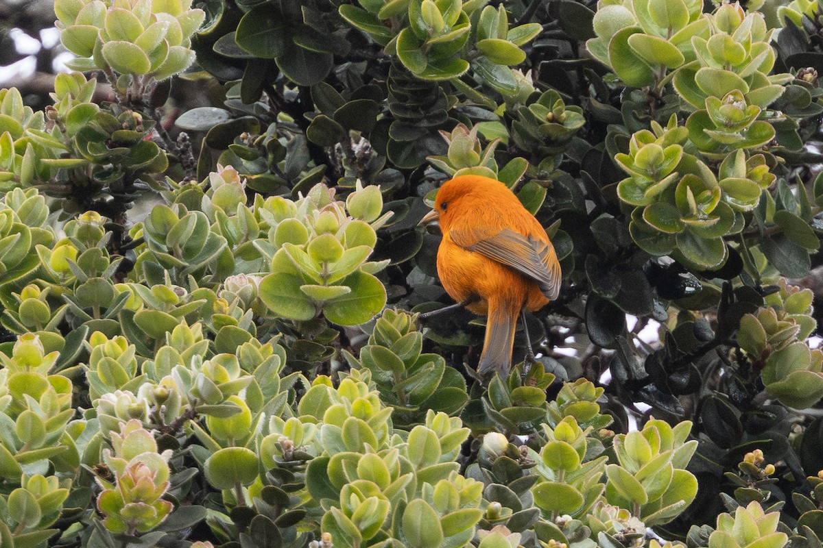 Hawaii-Akepakleidervogel - ML641344826