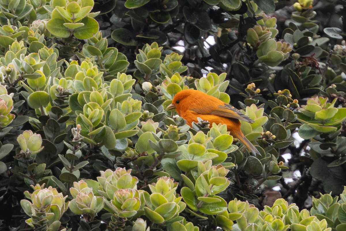 Hawaii-Akepakleidervogel - ML641344827