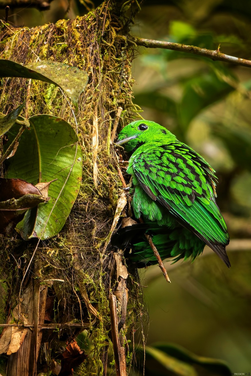 Whitehead's Broadbill - ML641344872