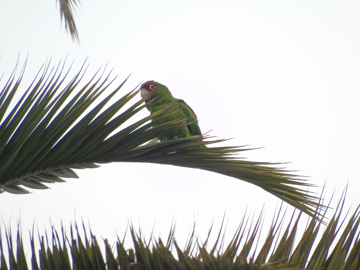Mitred Parakeet - ML641344889
