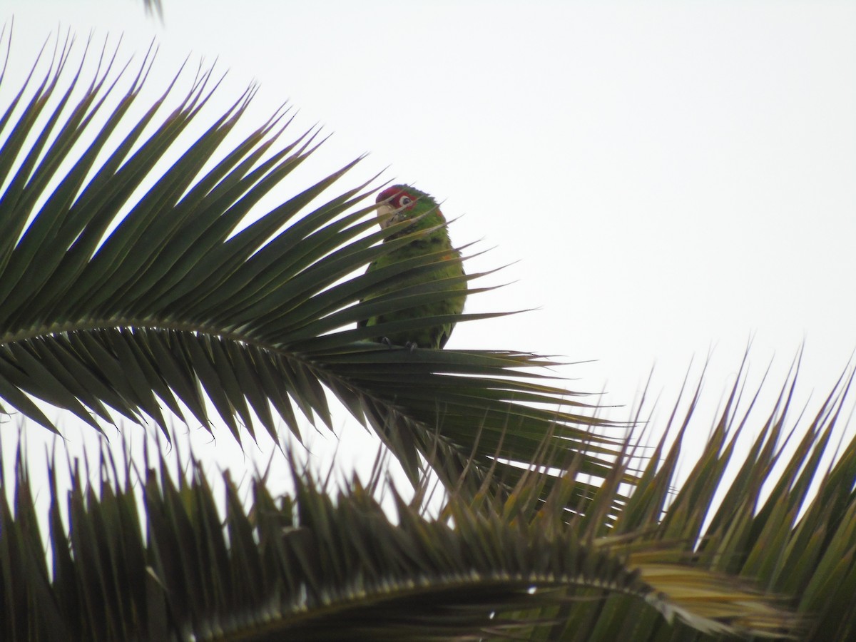 Mitred Parakeet - ML641344890