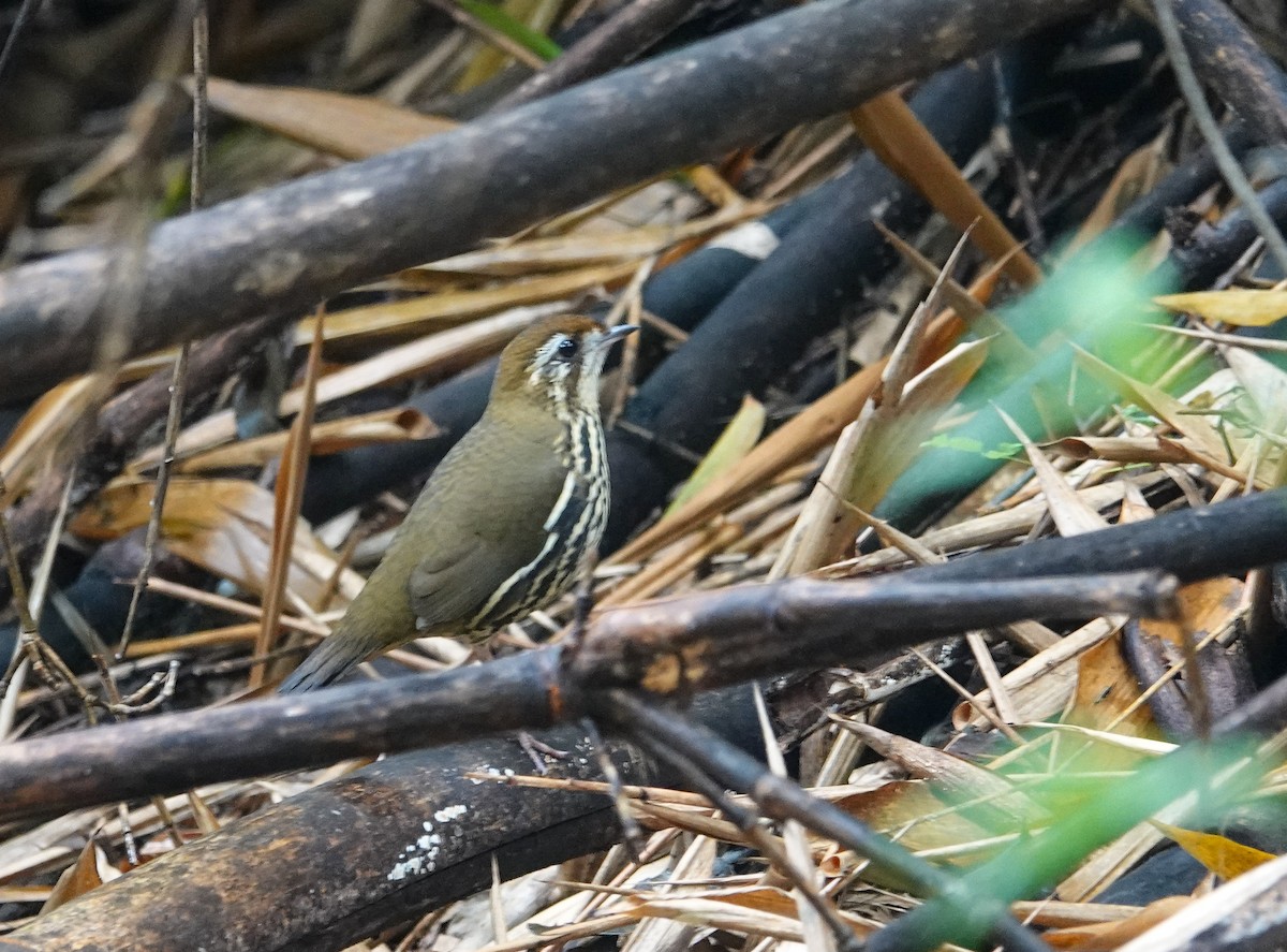 Such's Antthrush - ML641344912