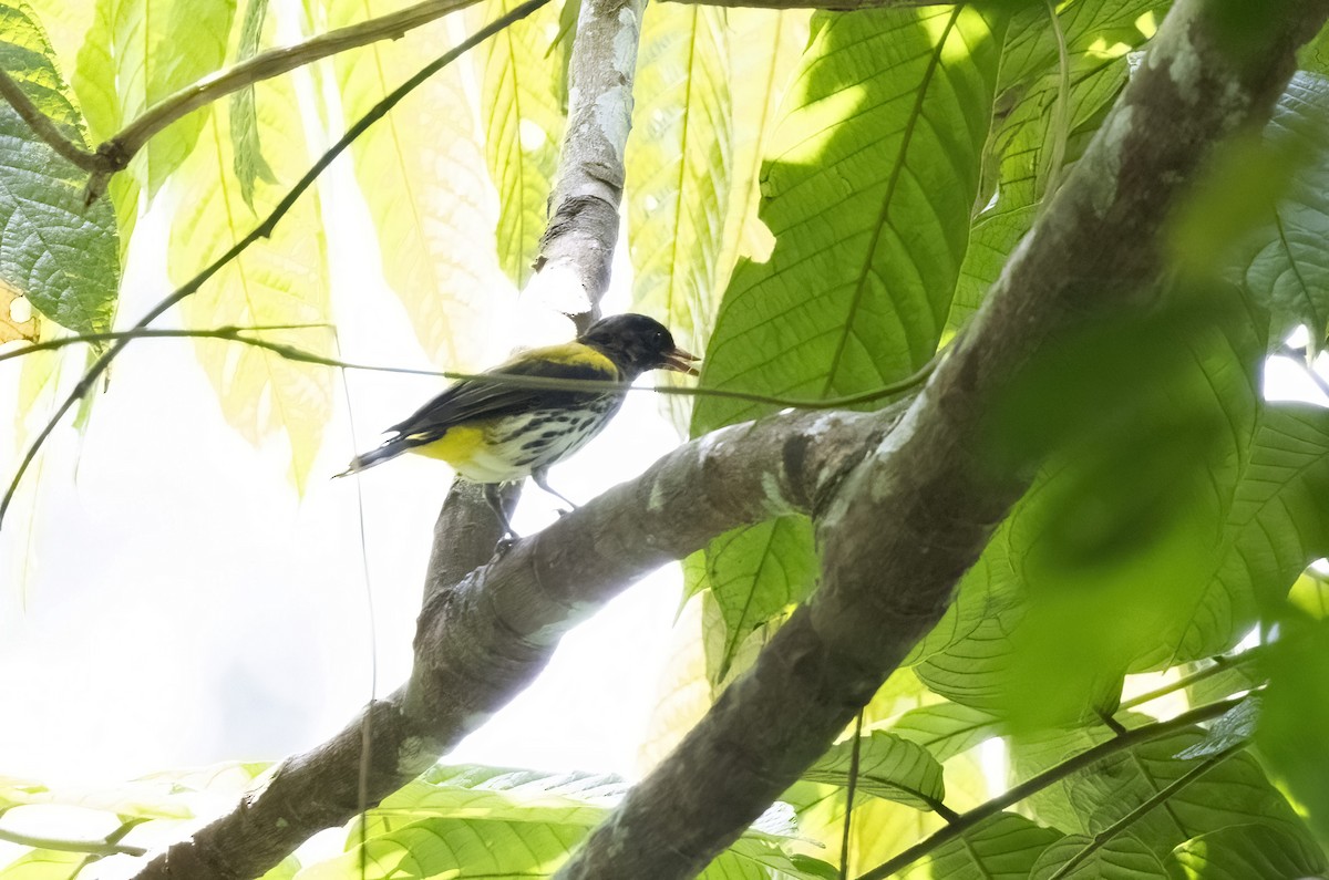 Ventriloquial Oriole - ML641344952