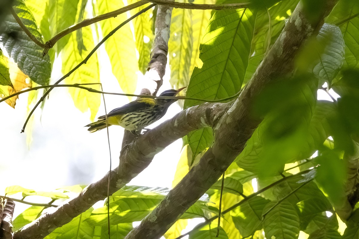 Ventriloquial Oriole - ML641344957