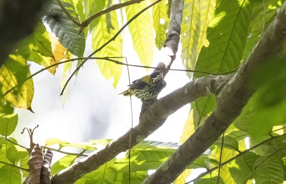 Ventriloquial Oriole - ML641344970