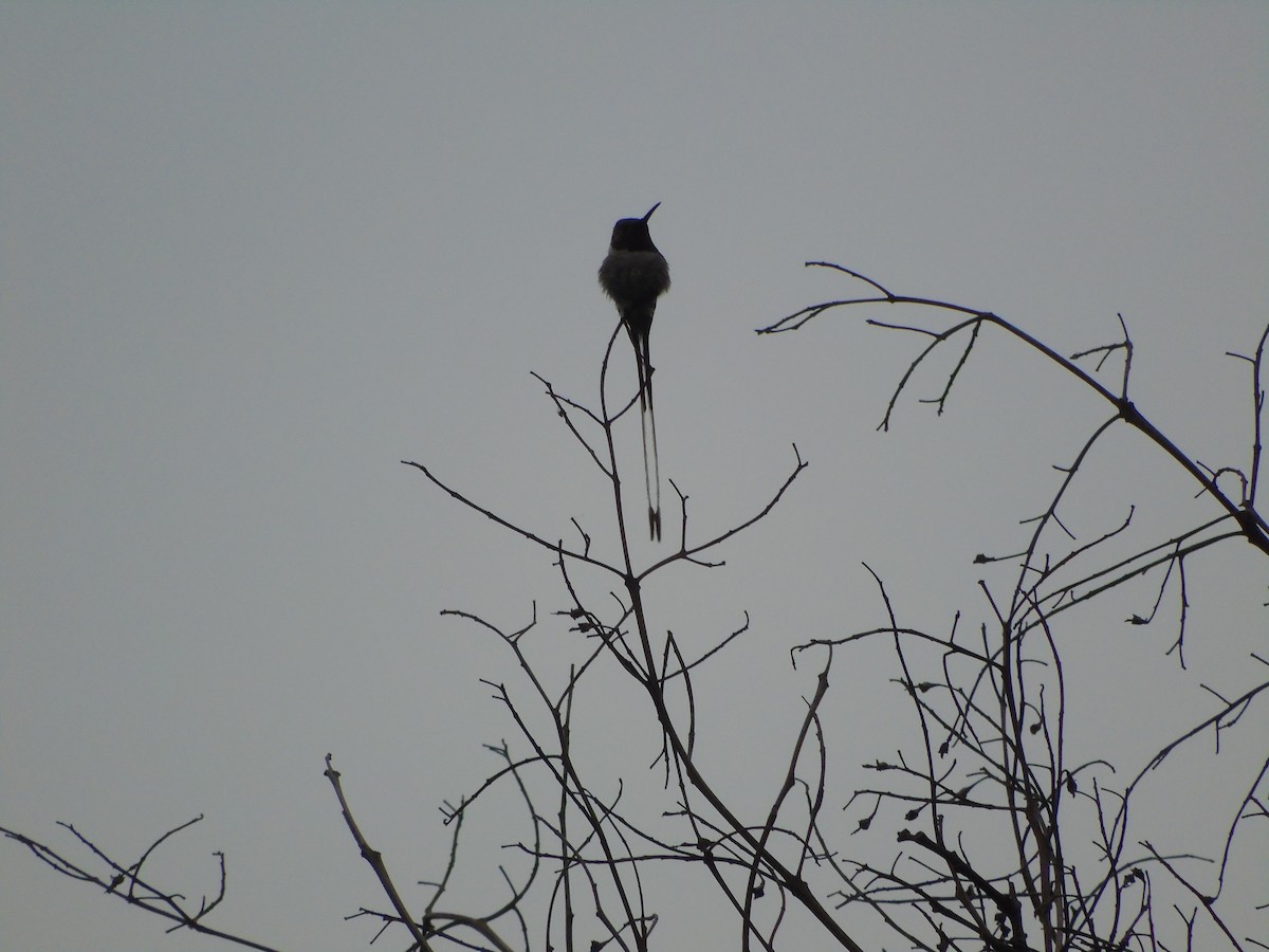 Peruvian Sheartail - ML641344971