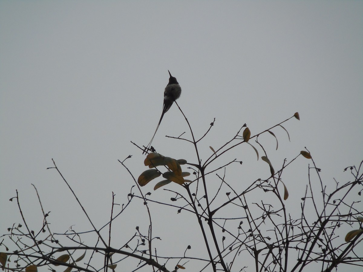 Peruvian Sheartail - ML641344972