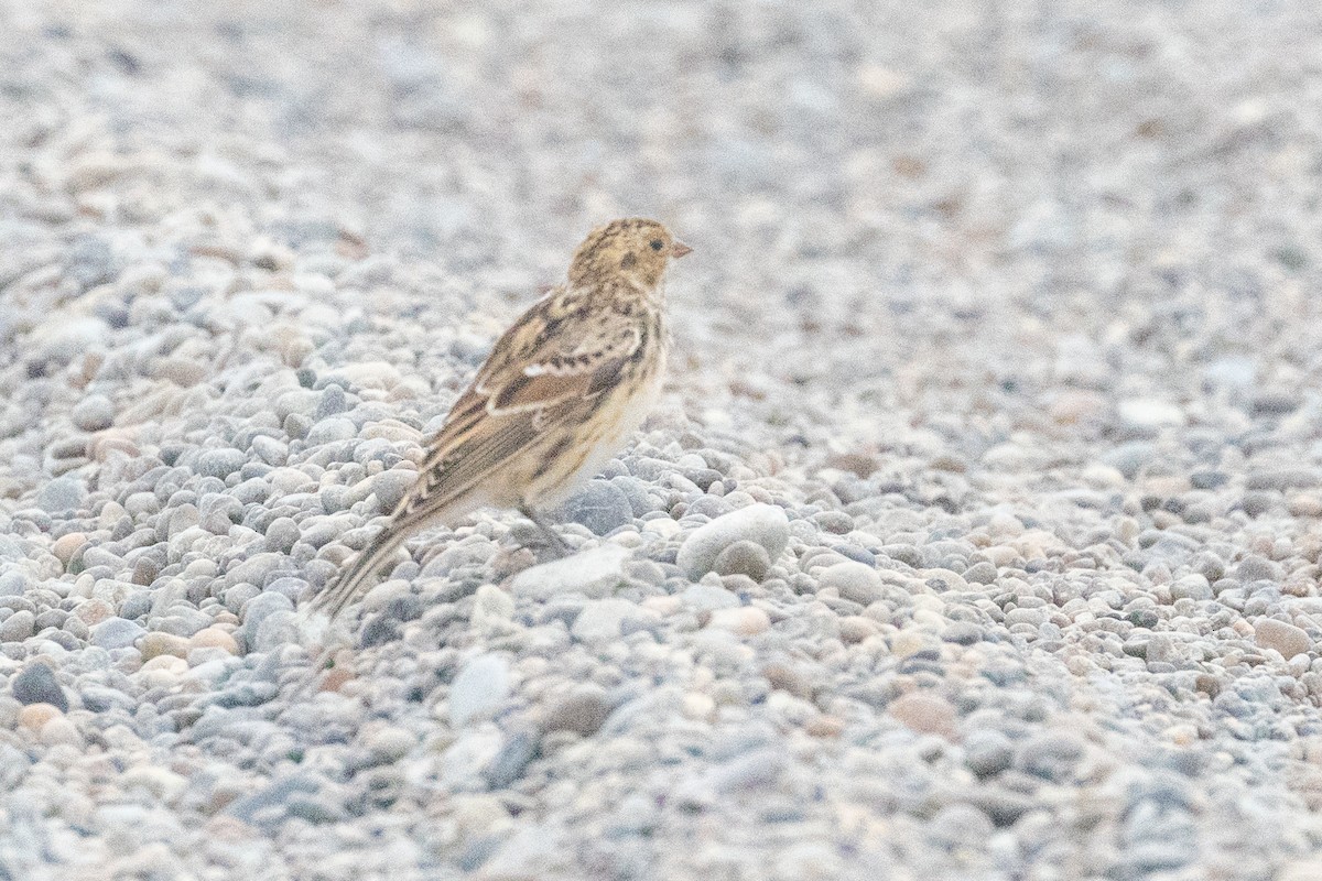 Lapland Longspur - ML641344977