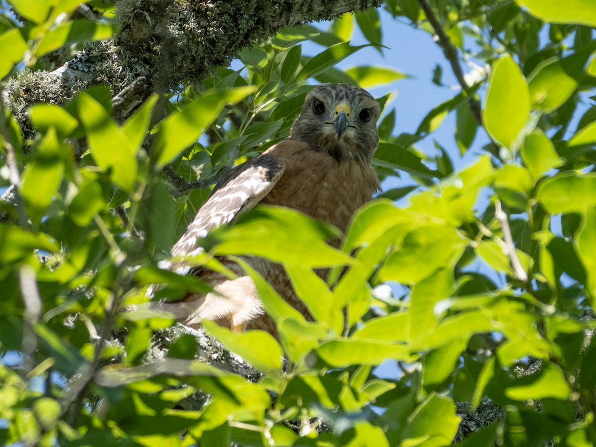 Red-shouldered Hawk - ML641345009
