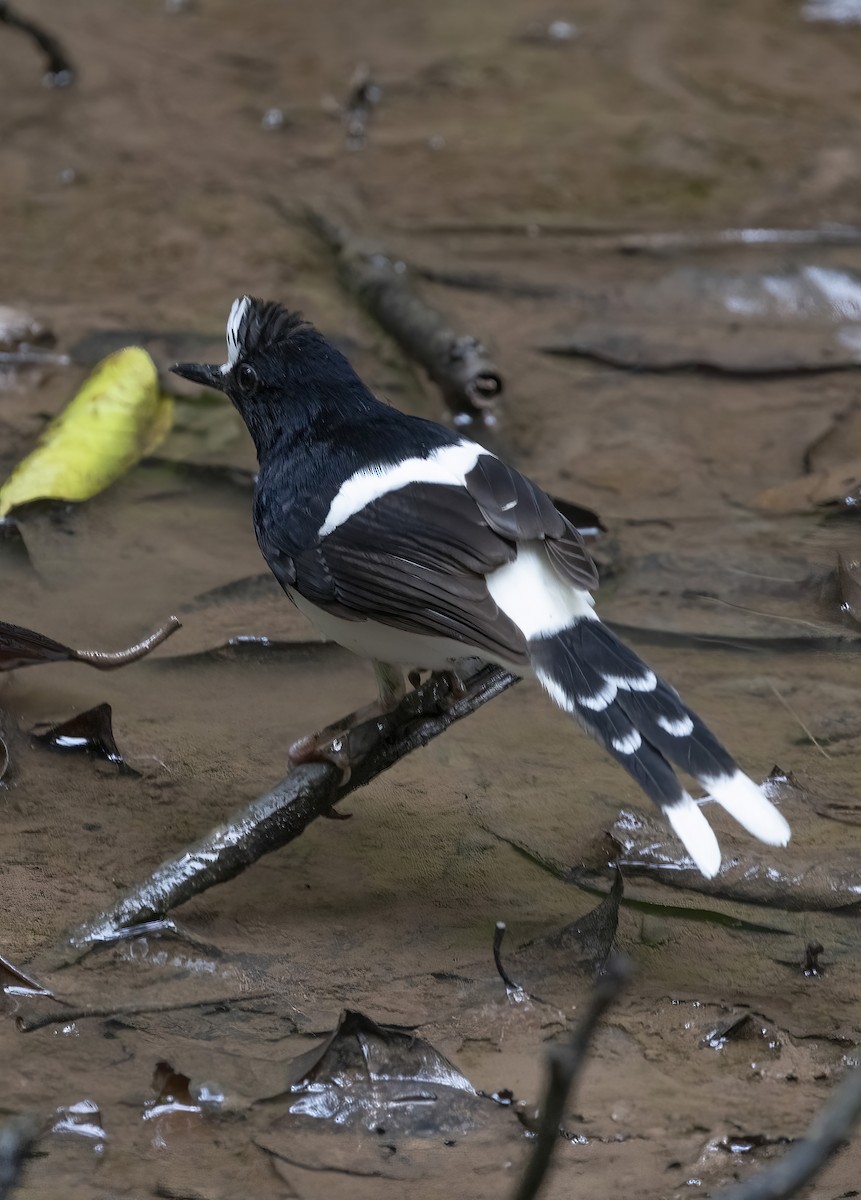White-crowned Forktail (Malaysian) - ML641345044