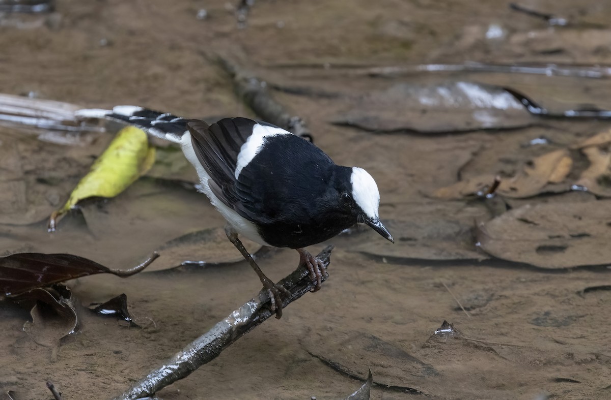 White-crowned Forktail (Malaysian) - ML641345051