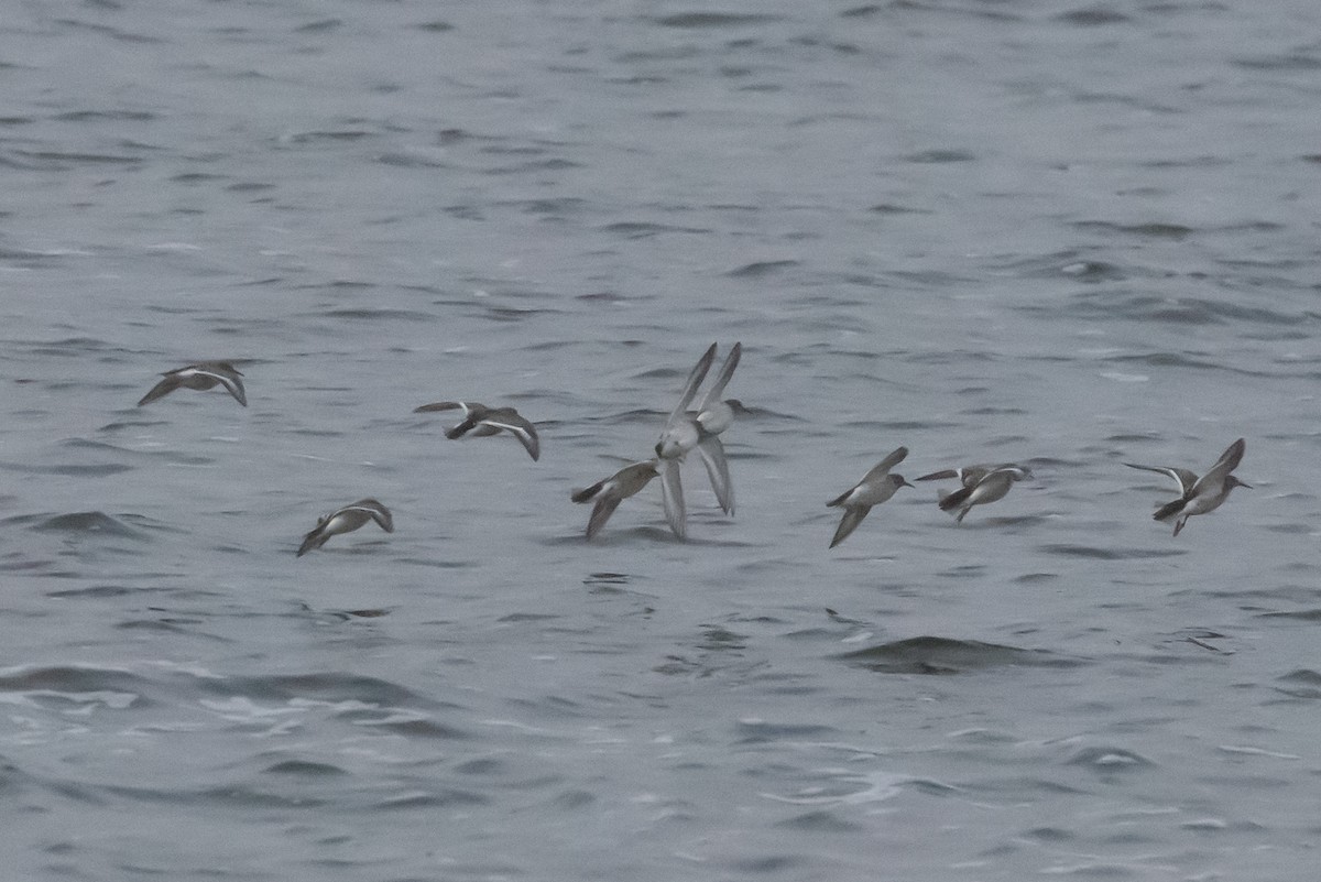 Rock Sandpiper - ML641345055