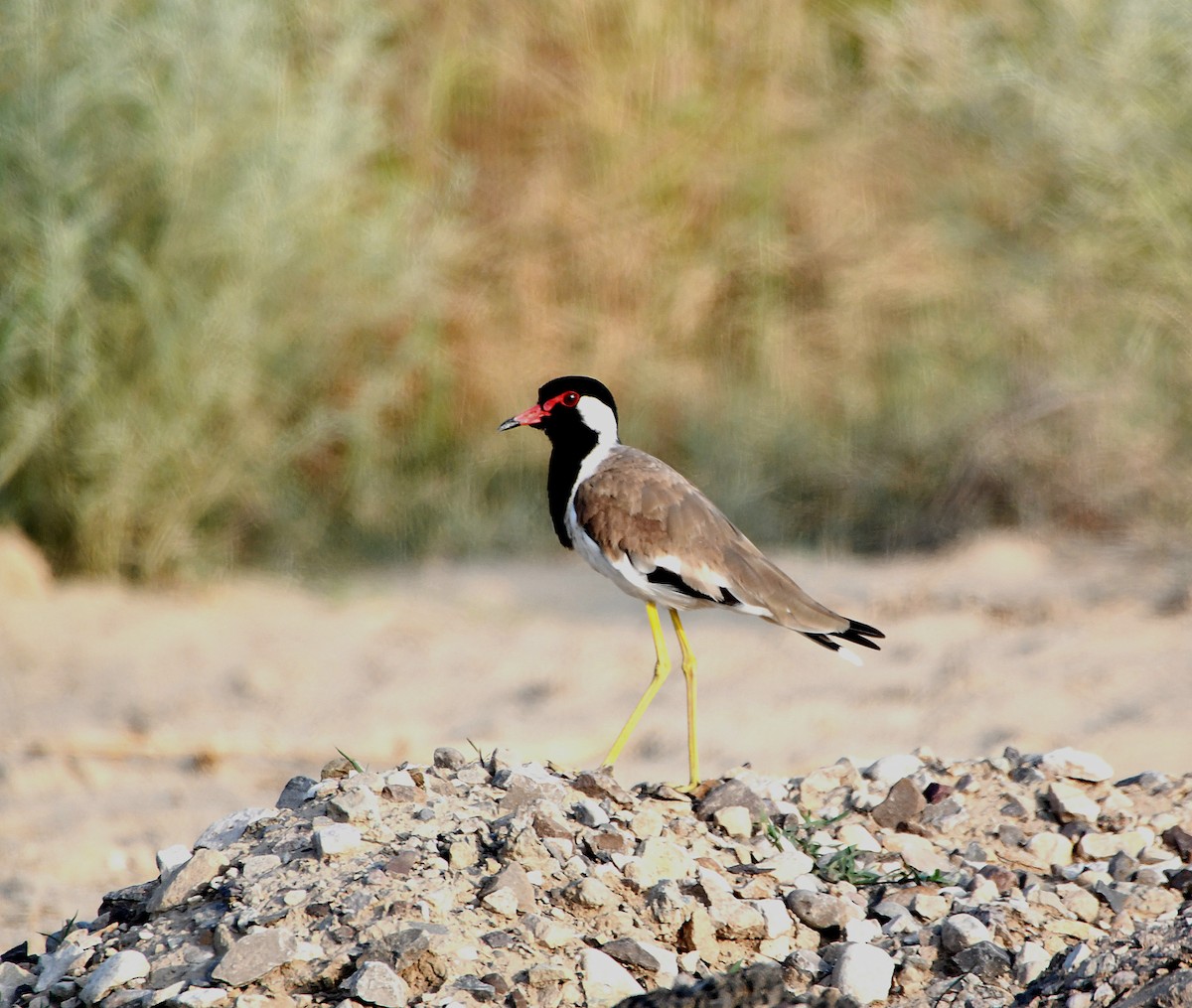 Red-wattled Lapwing - ML641345058