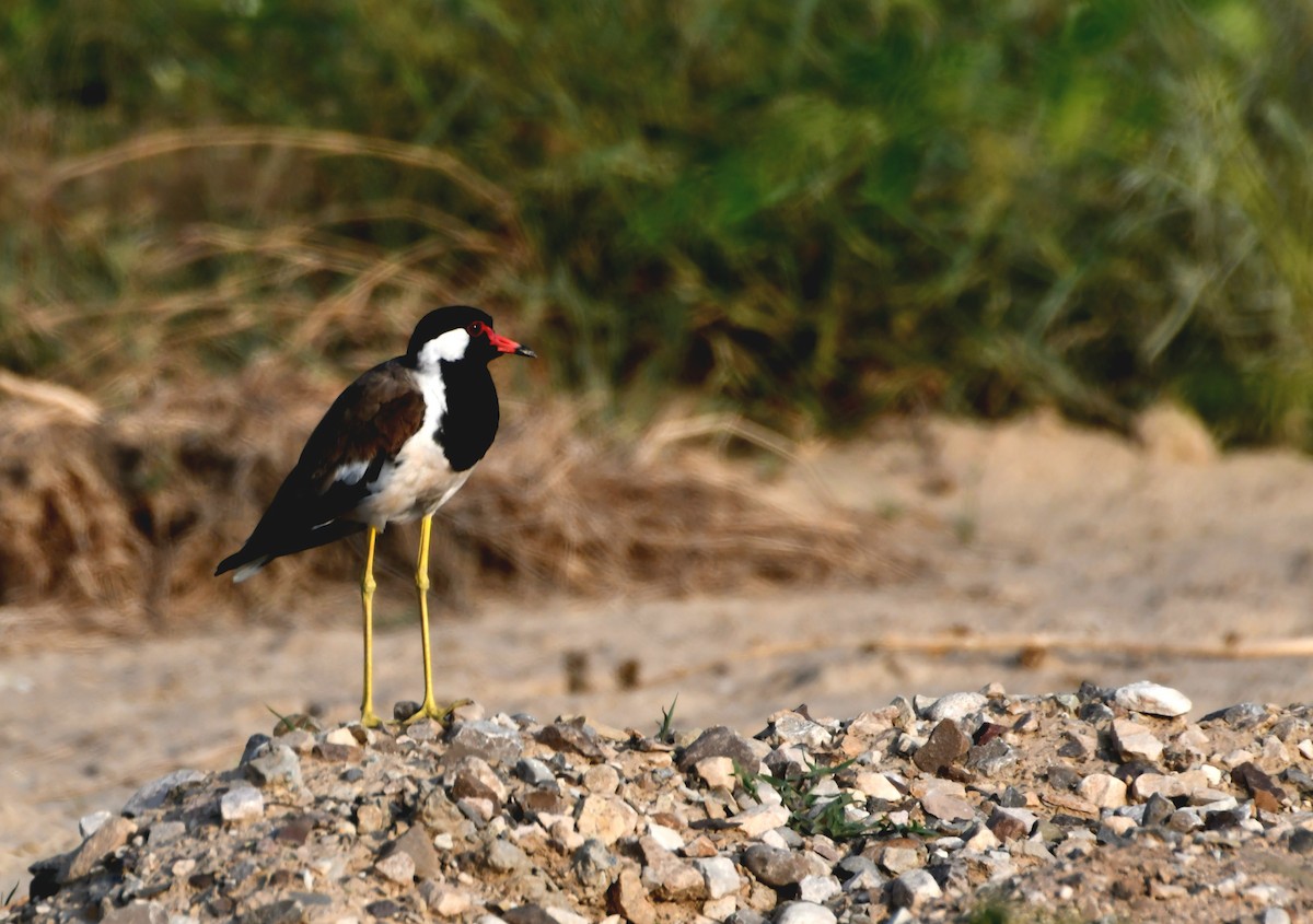 Red-wattled Lapwing - ML641345064