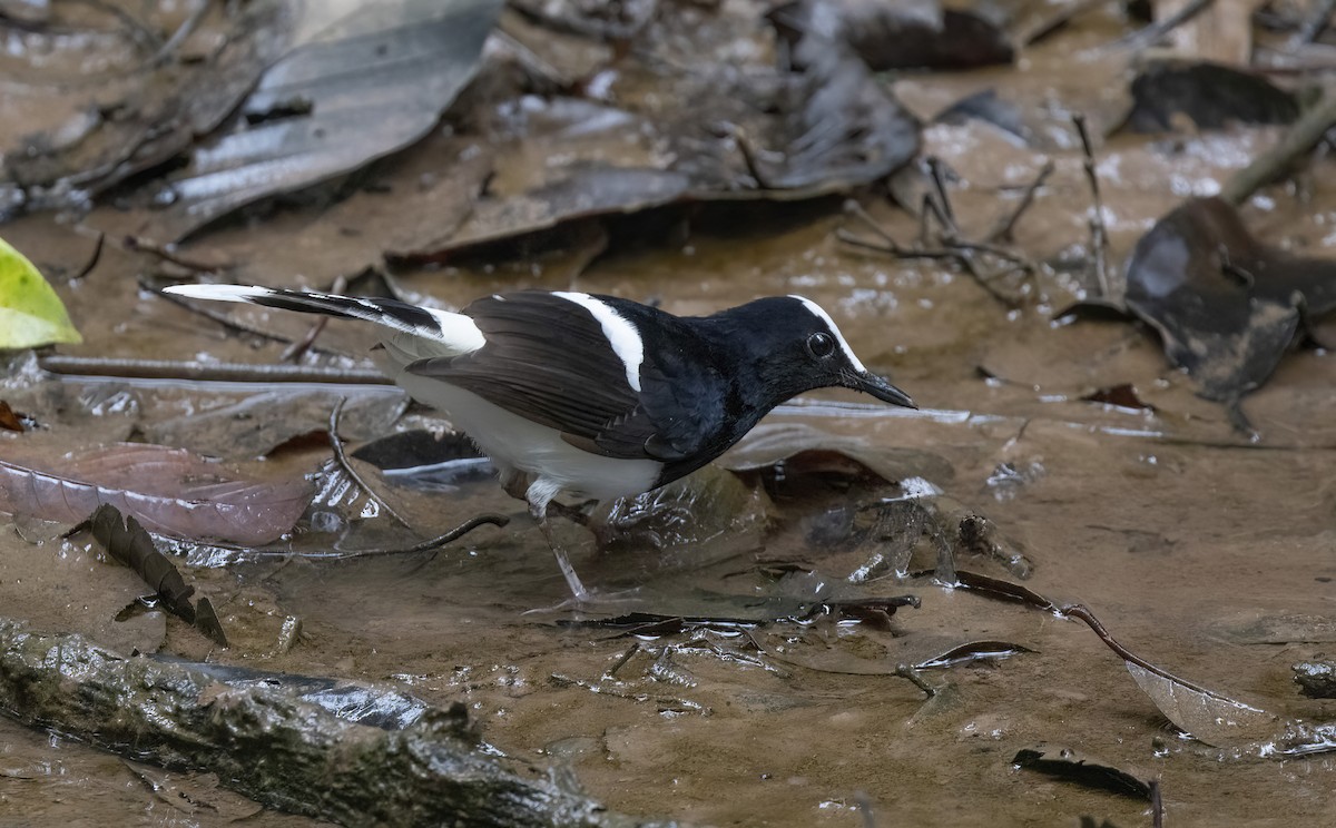 White-crowned Forktail (Malaysian) - ML641345065