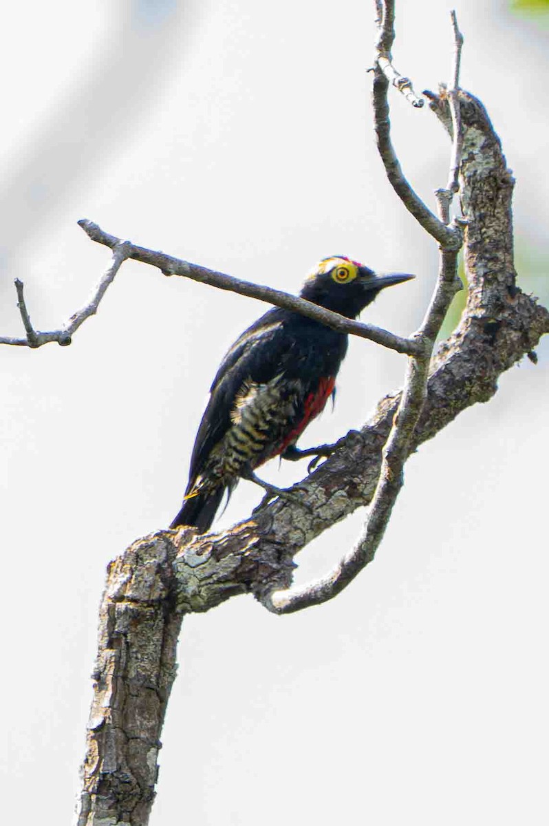 Yellow-tufted Woodpecker - ML641345083