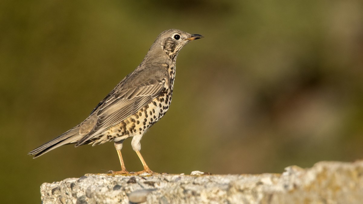 Mistle Thrush - ML641345086