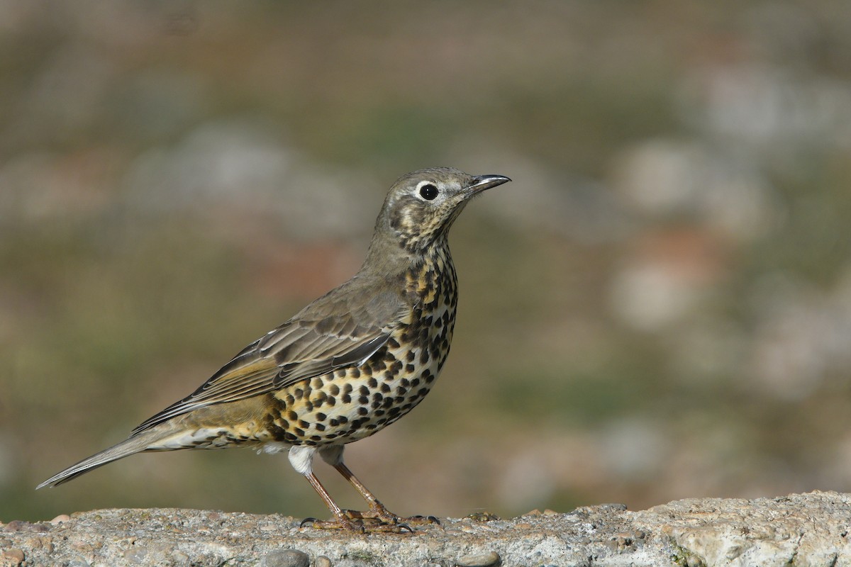 Mistle Thrush - ML641345087