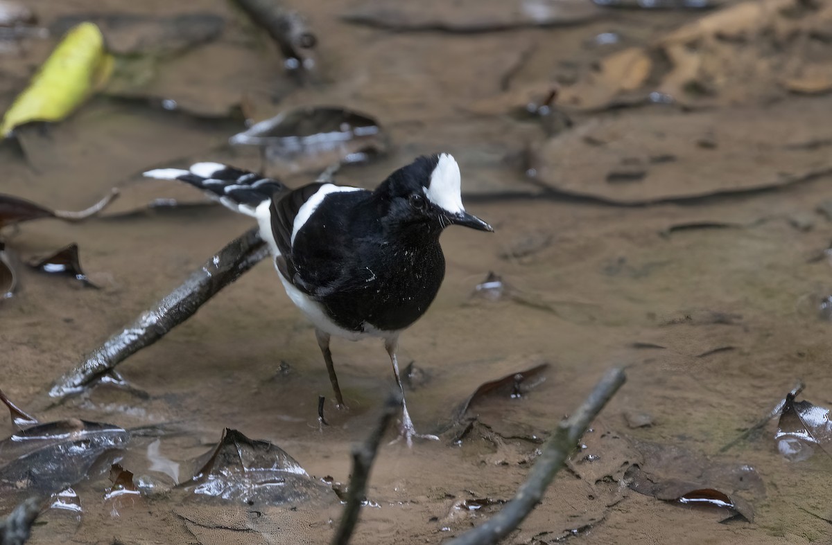 White-crowned Forktail (Malaysian) - ML641345088