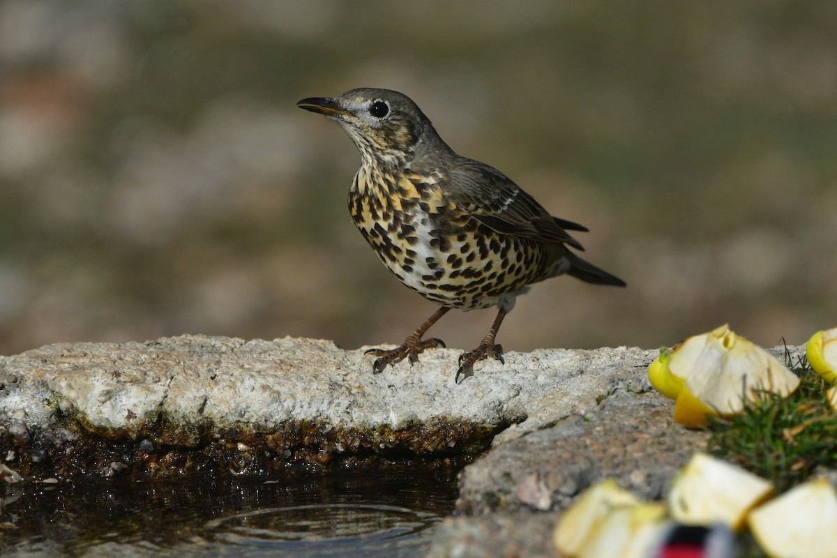 Mistle Thrush - ML641345089