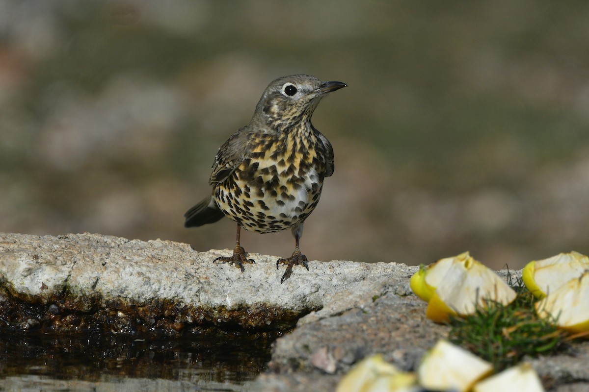 Mistle Thrush - ML641345090
