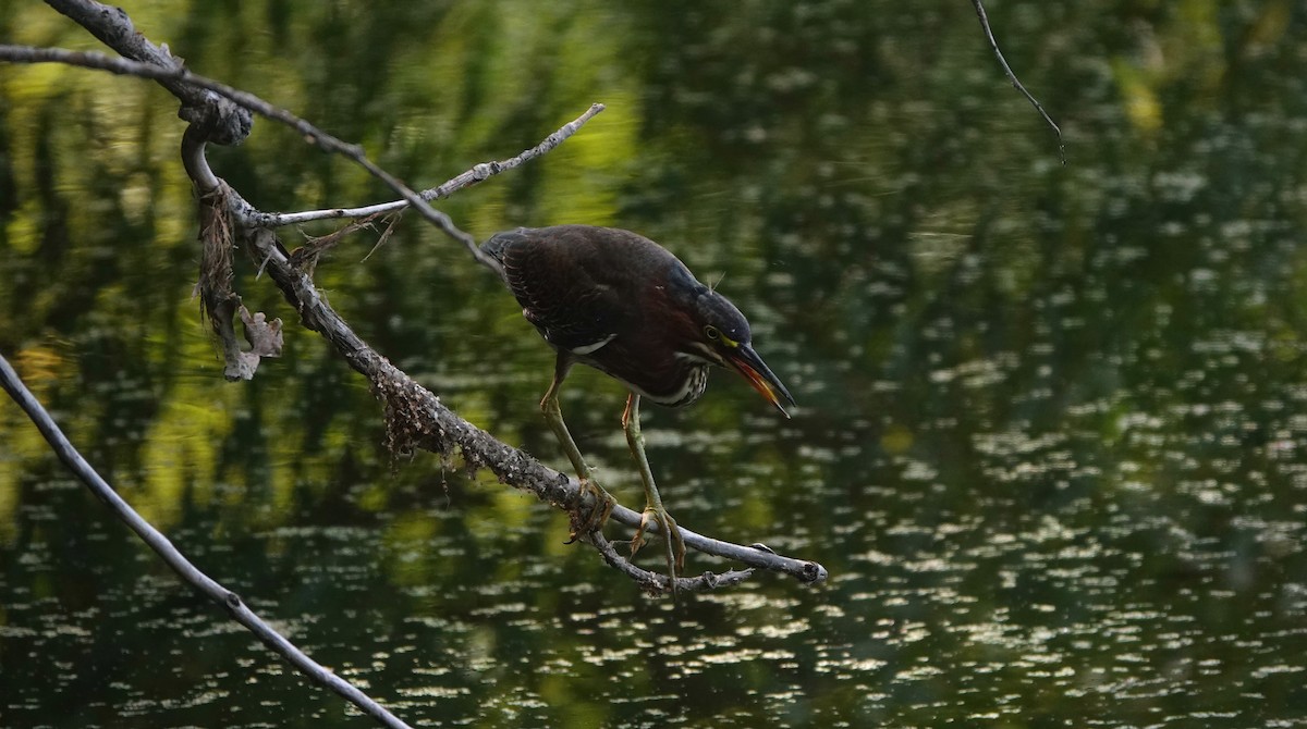 Green Heron - ML641345115