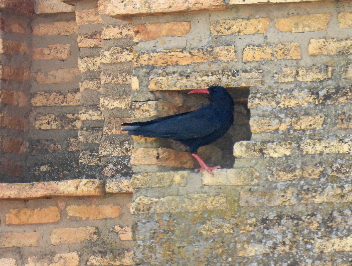 Red-billed Chough - ML641345141