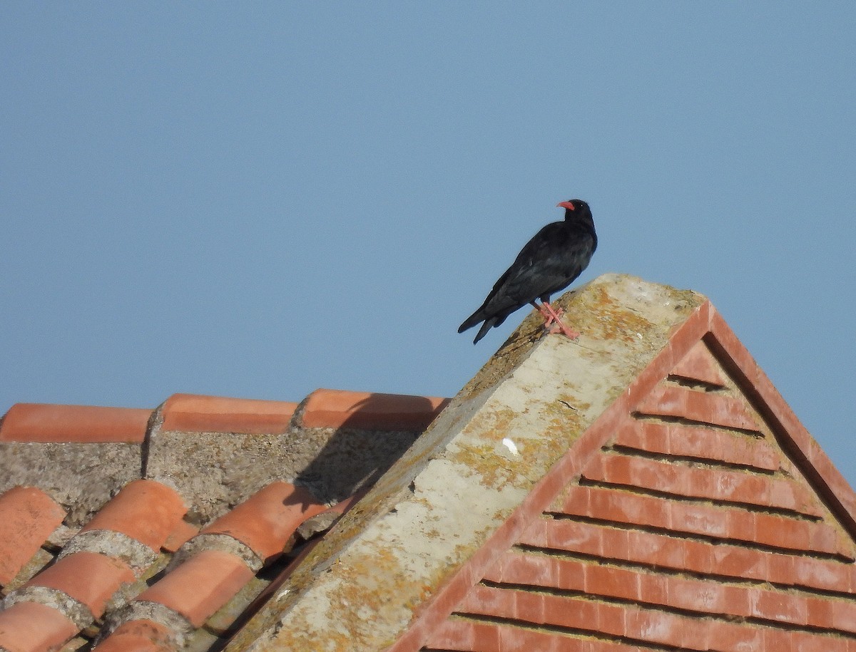 Red-billed Chough - ML641345142