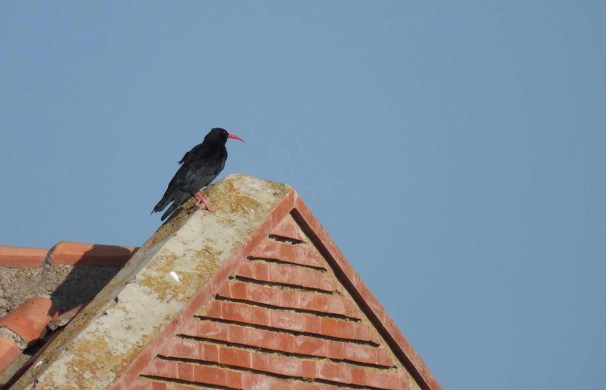 Red-billed Chough - ML641345143
