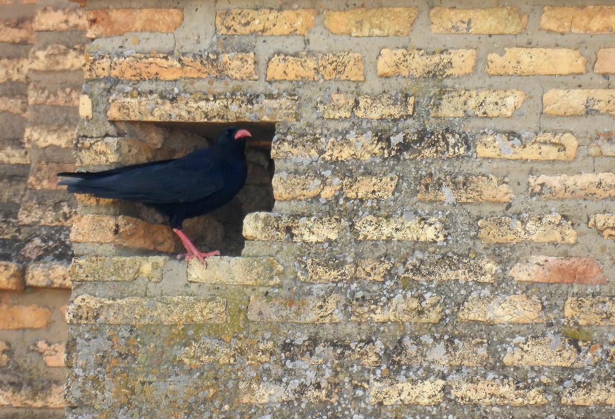 Red-billed Chough - ML641345144