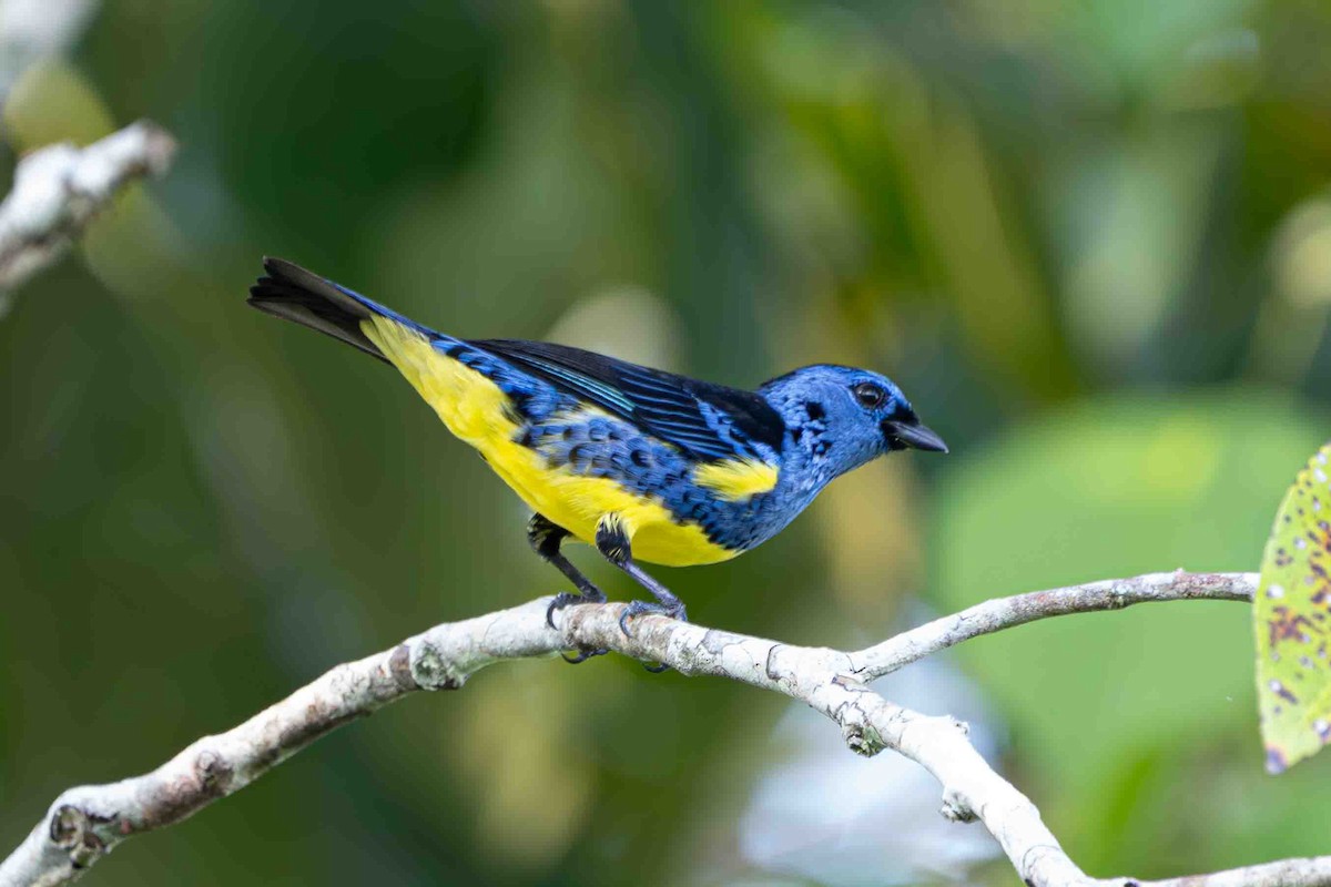 Turquoise Tanager - ML641345146