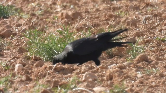 Carrion Crow - ML641345179
