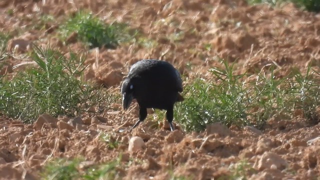 Carrion Crow - ML641345180