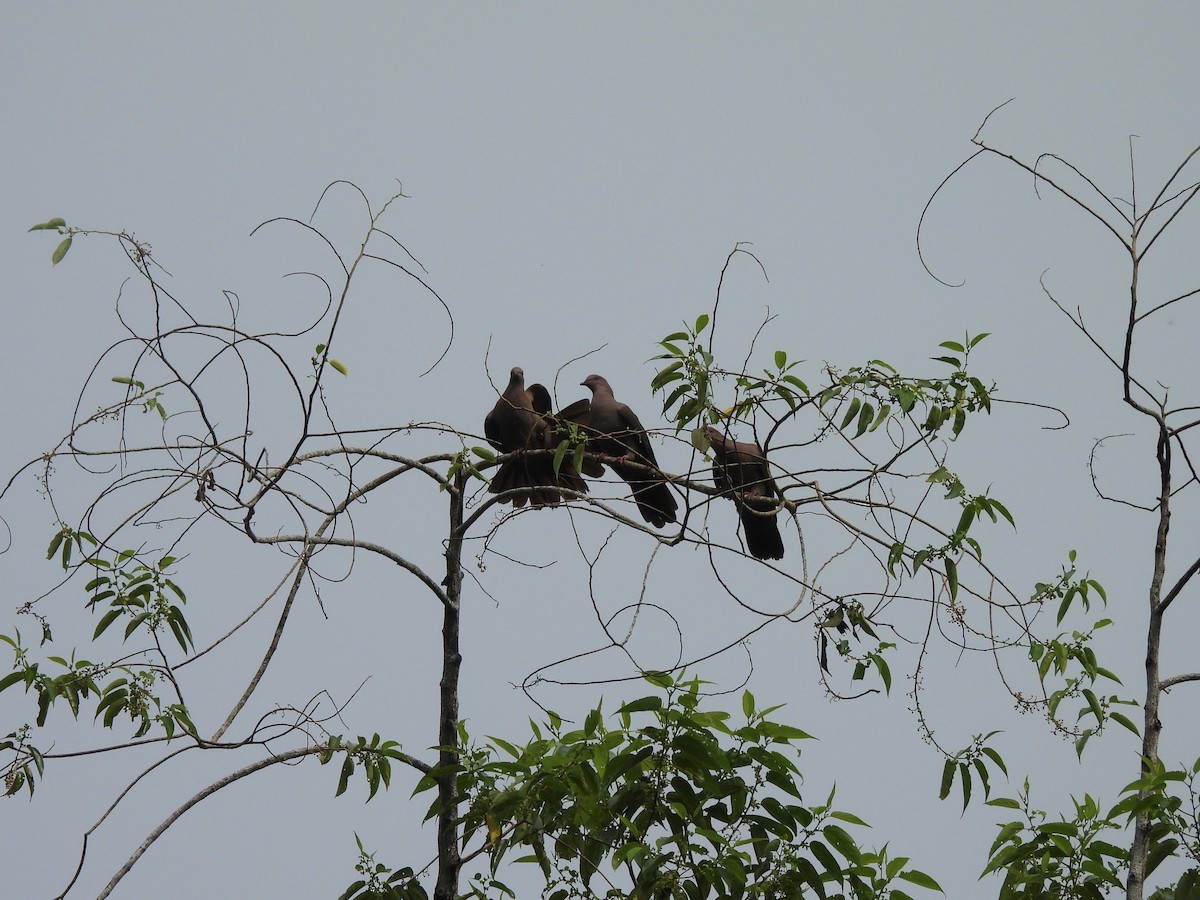 Short-billed Pigeon - ML641345228
