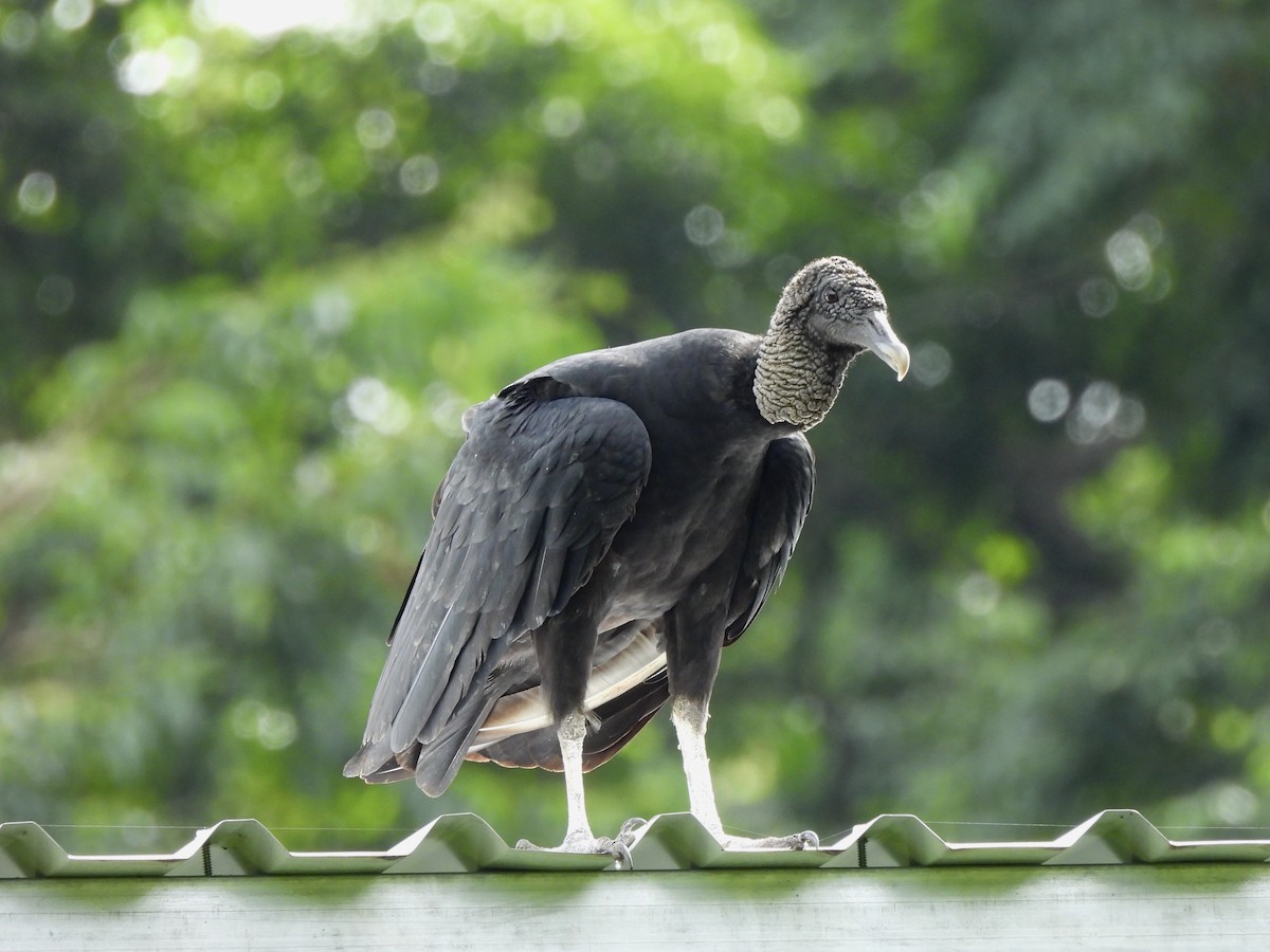 Black Vulture - ML641345251
