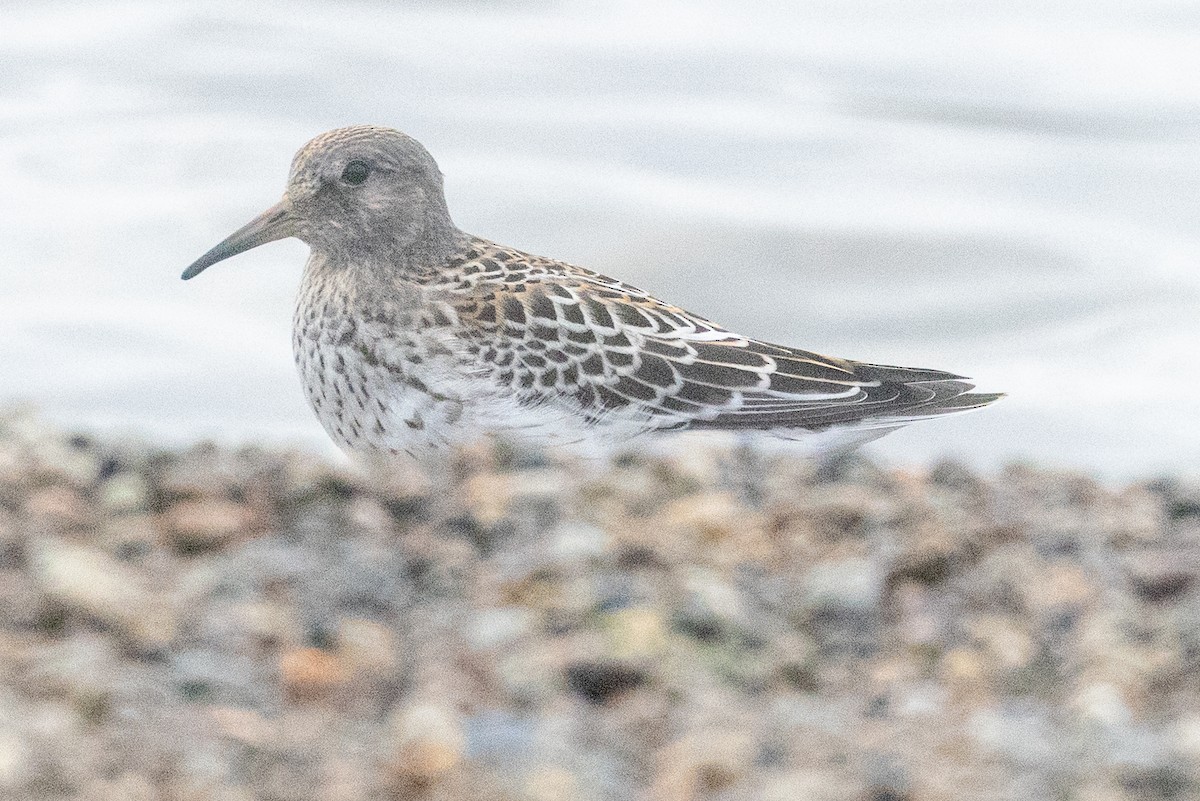 Rock Sandpiper - ML641345289