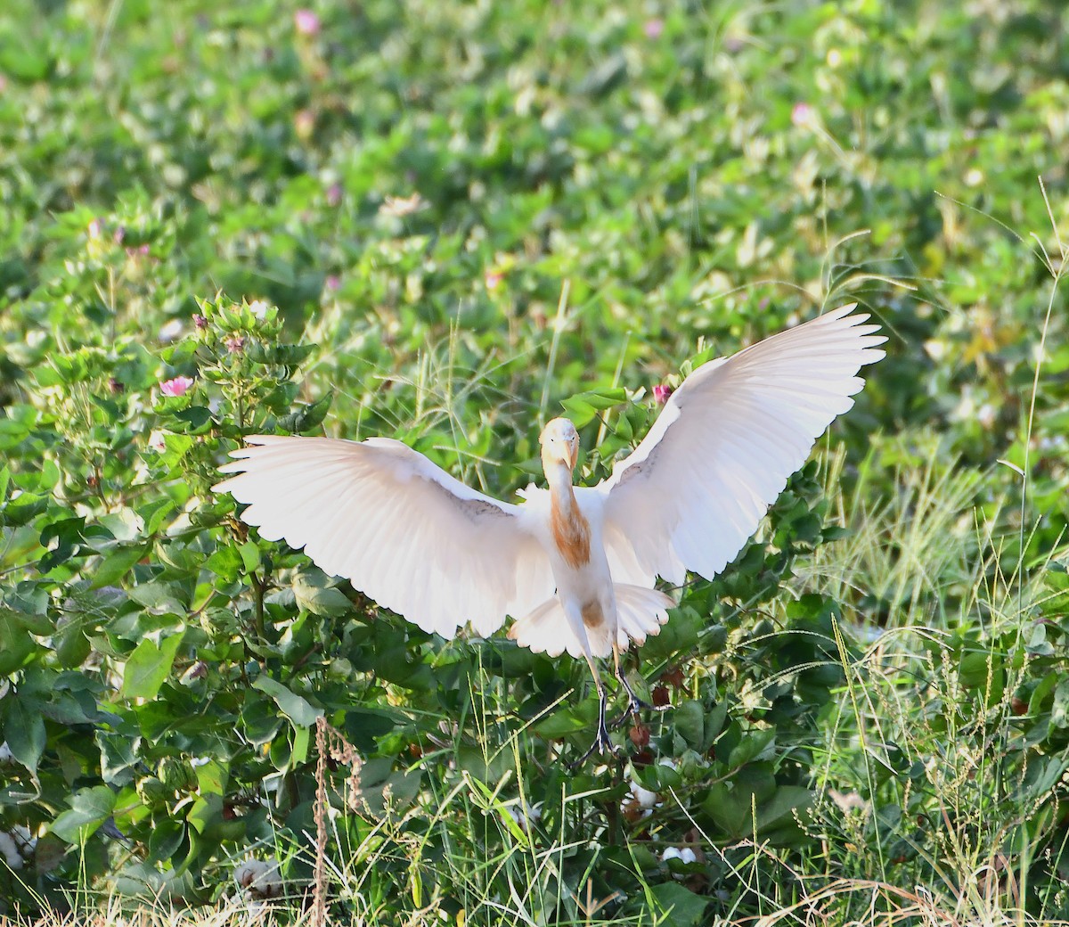 Eastern Cattle-Egret - ML641345305