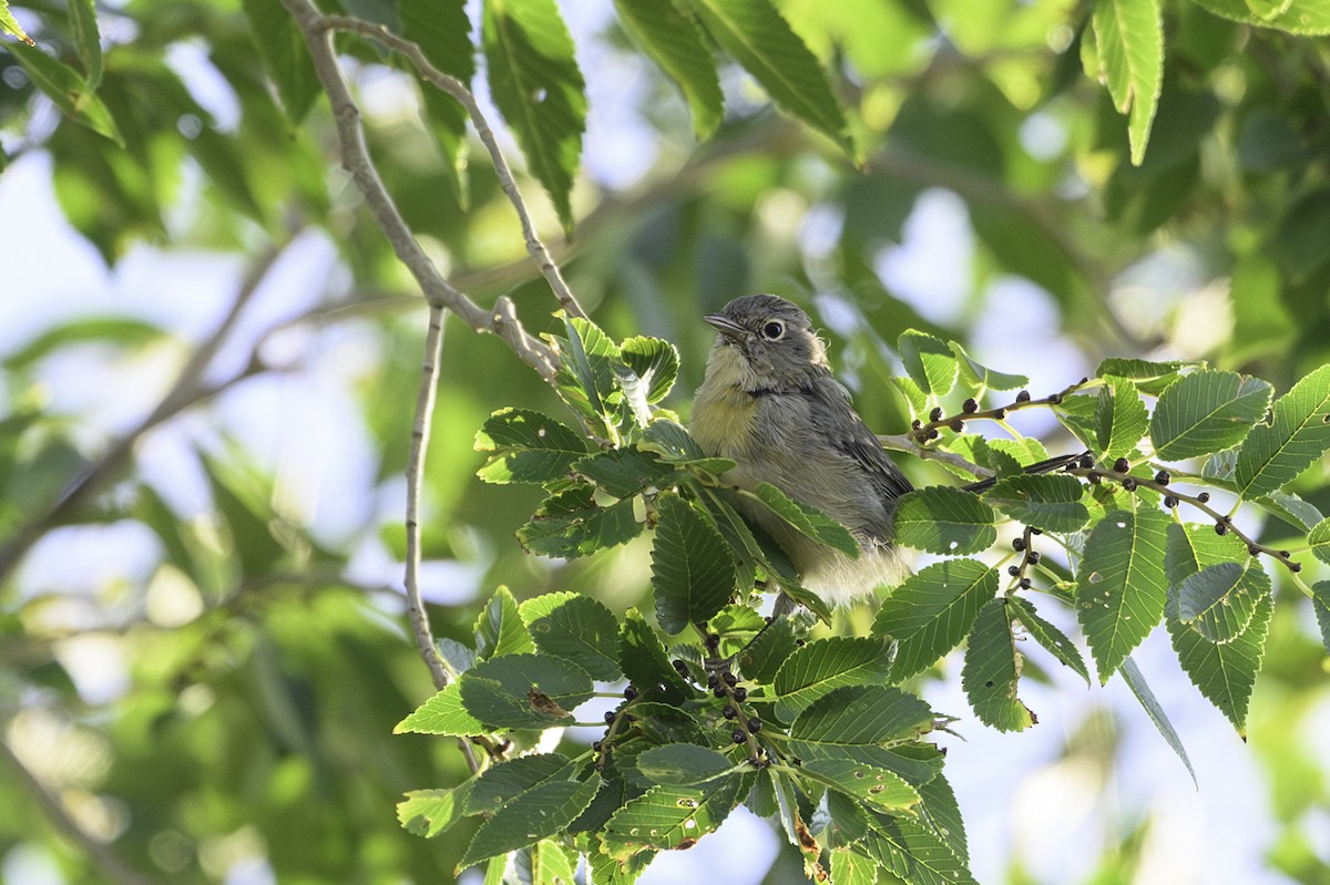 Virginia's Warbler - ML641345313