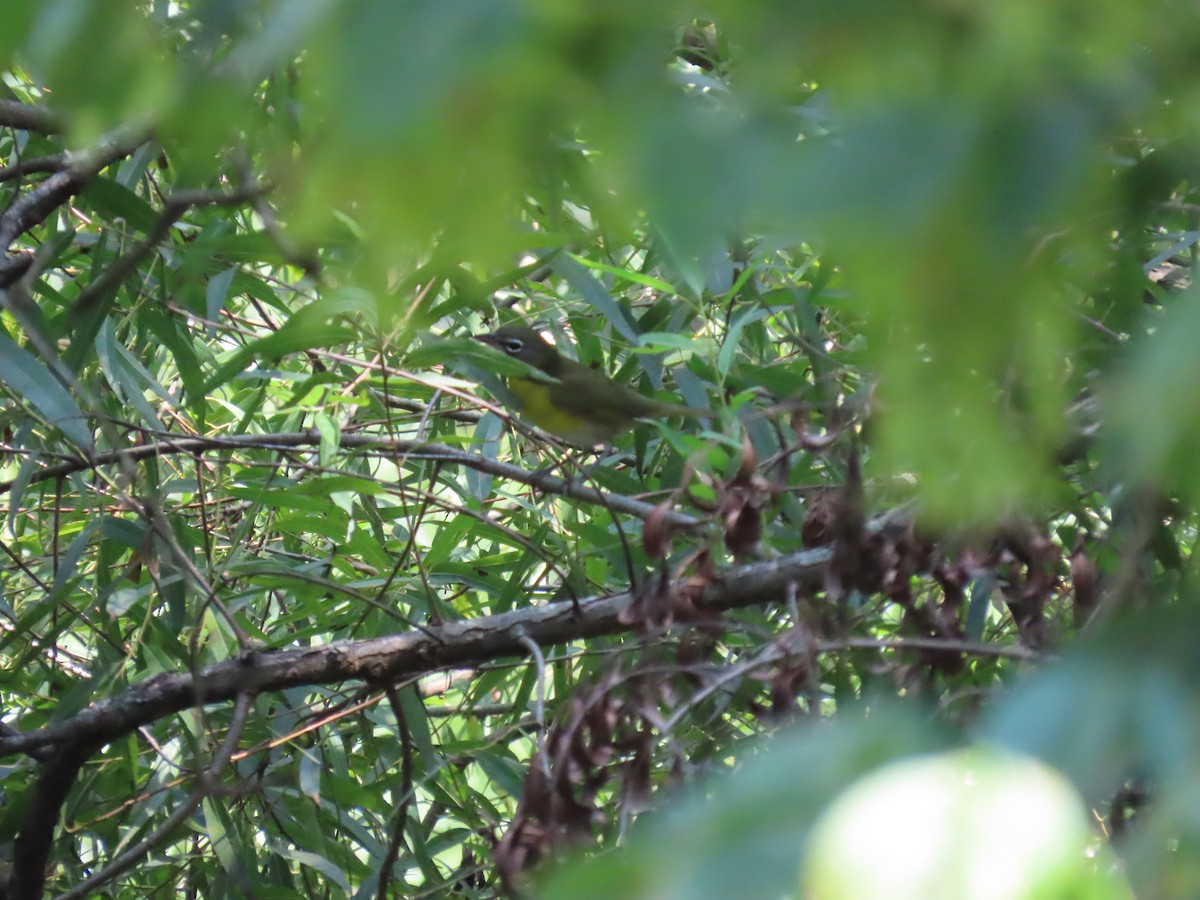 Yellow-breasted Chat - ML641345314