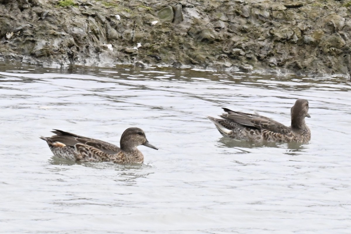 Green-winged Teal - ML641345326