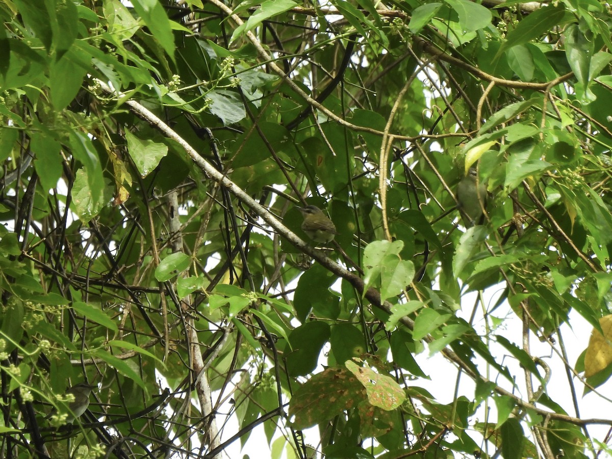 Red-eyed Vireo - ML641345333