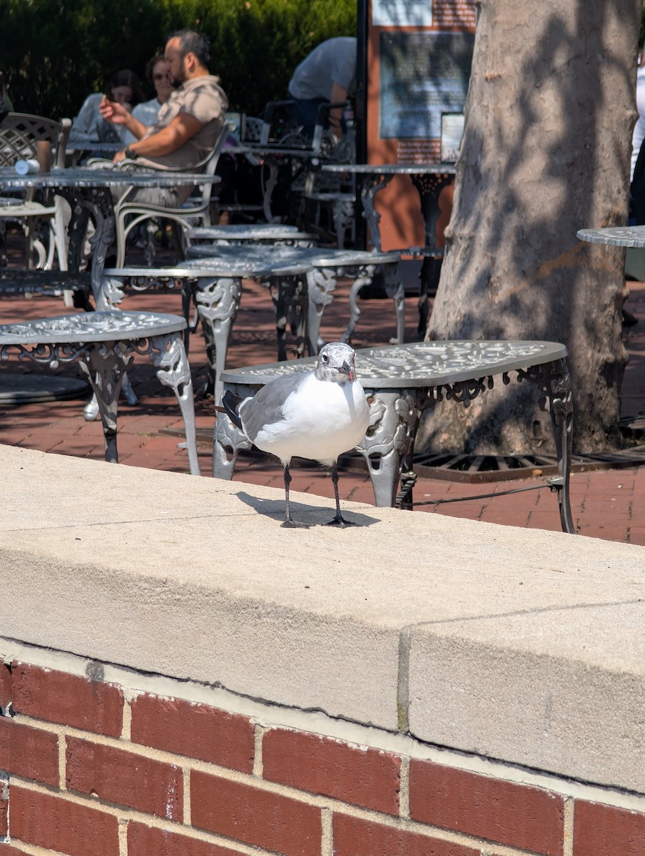 Laughing Gull - ML641345340