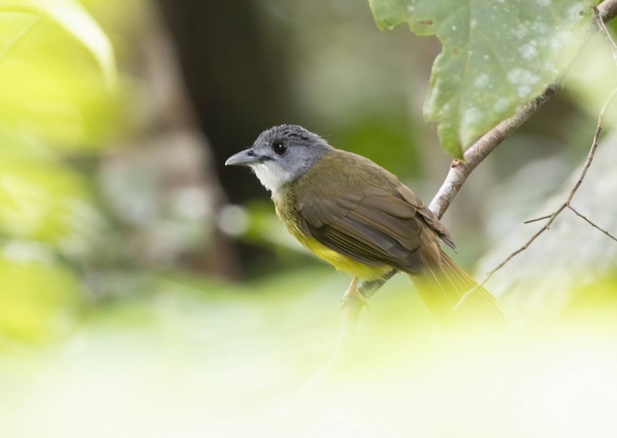 Yellow-bellied Bulbul - ML641345368