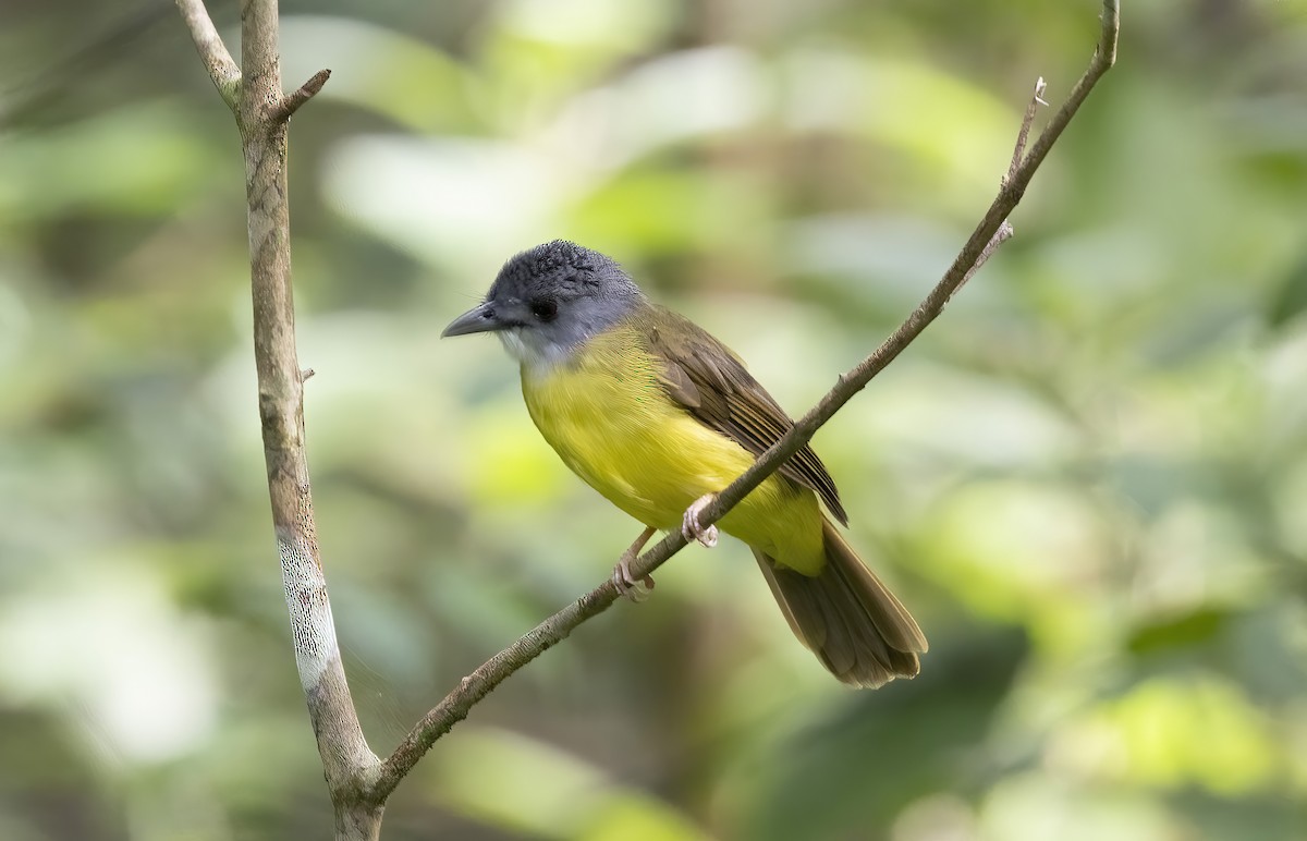 Yellow-bellied Bulbul - ML641345369