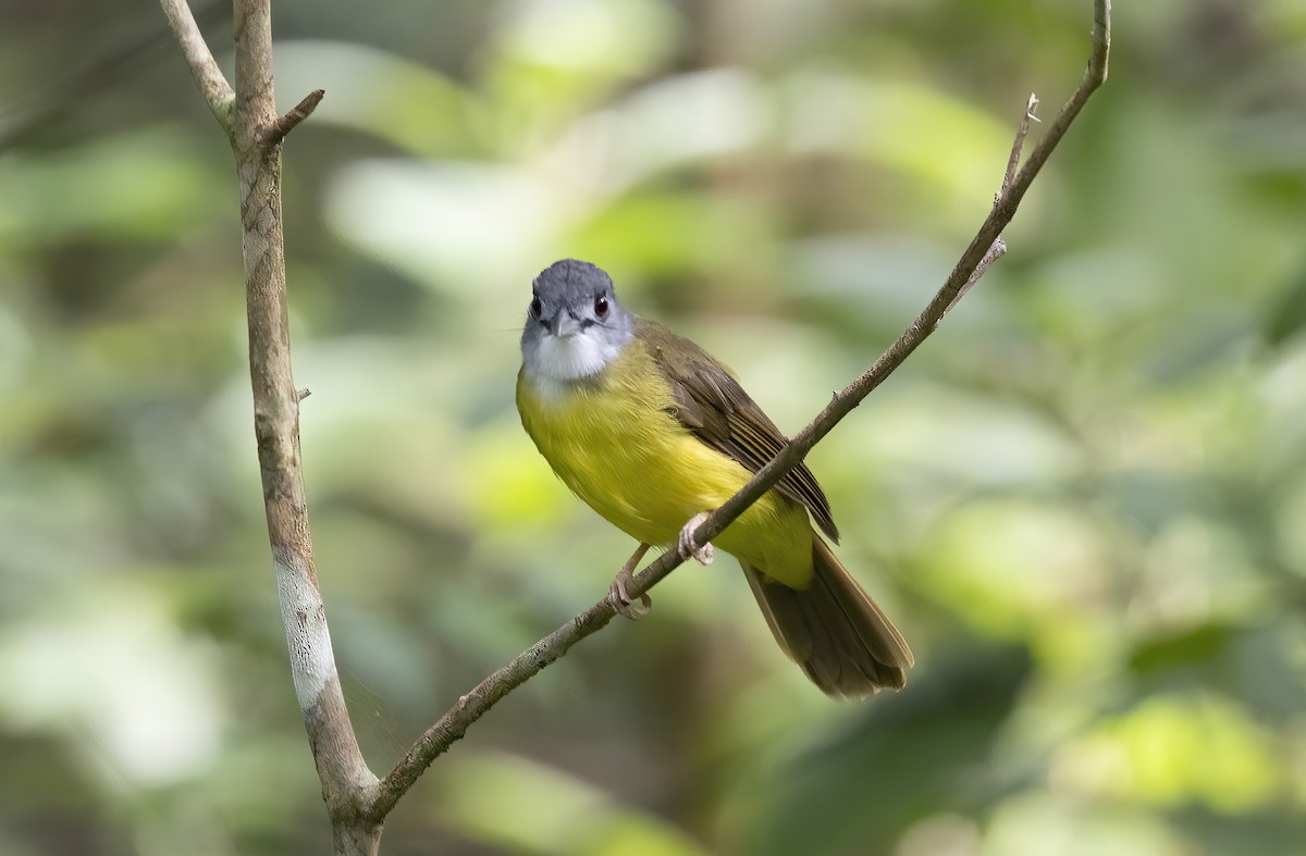 Yellow-bellied Bulbul - ML641345370