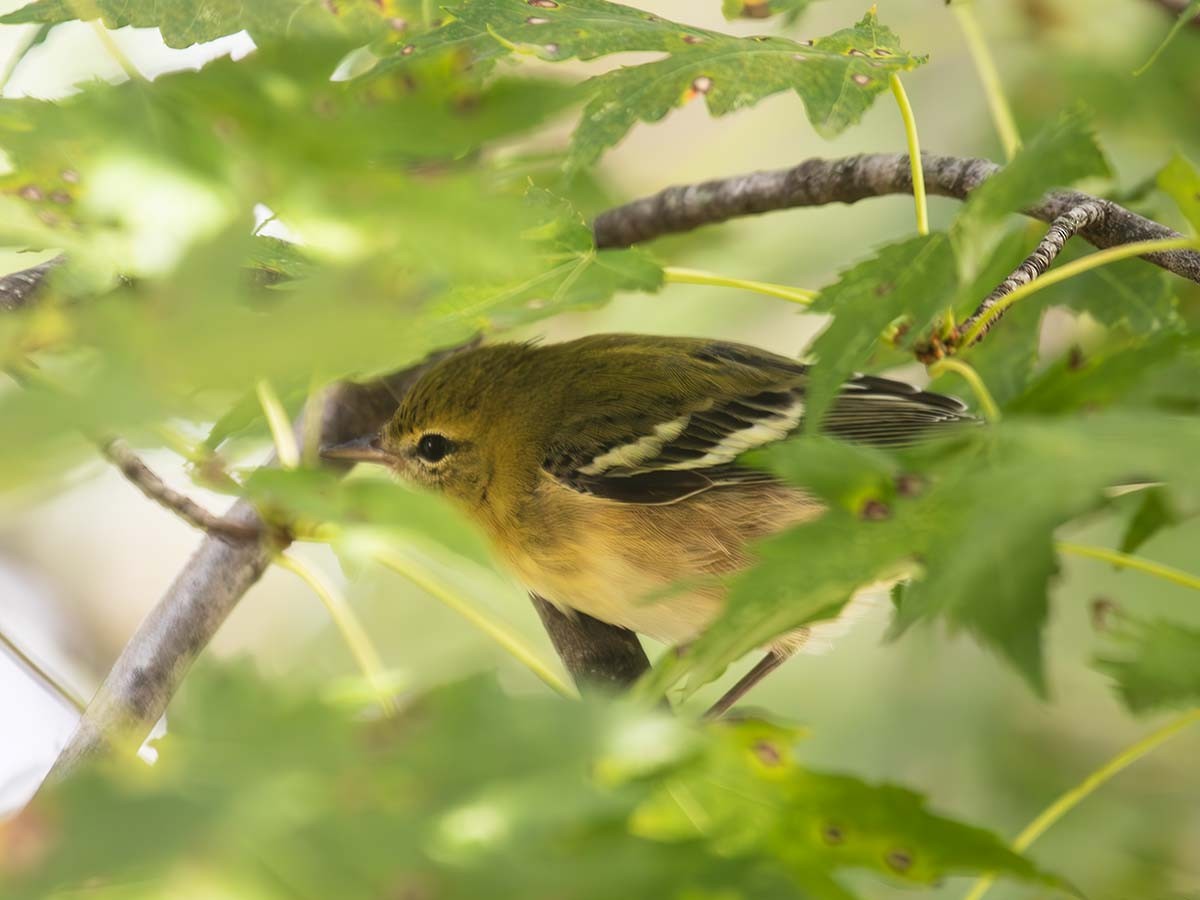 Bay-breasted Warbler - ML641345384